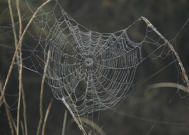 Suuri hämähäkki web valaistu varhain aamulla valo
 - Valokuva, kuva