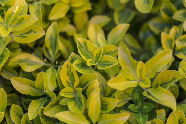 couverture végétale sempervirente après un fond vert pluvieux. feuilles vertes dans le jardin sur un fond flou
 - Photo, image