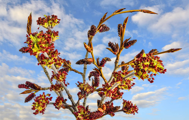 Blooming ash-leaved or american maple (Acer negundo) twigs - bright early spring background at sunny day with blue sky. Spring is time of blossoming trees. Seasonal allergy - pollinosis concept - Photo, Image