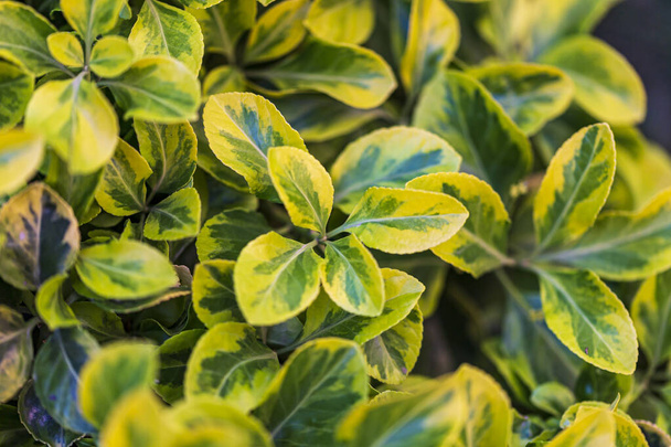 couverture végétale sempervirente après un fond vert pluvieux. feuilles vertes dans le jardin sur un fond flou
 - Photo, image