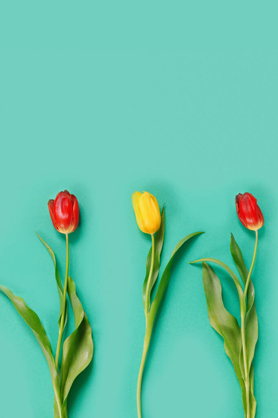 Three beautiful red  and yellow  tulip on  delicate green background. Flat lay Top view with copy space for  your text. - Photo, Image