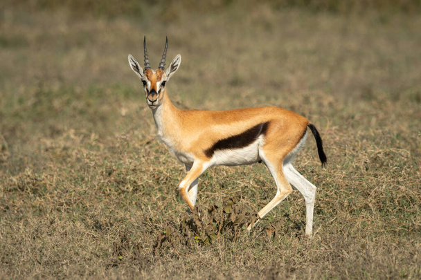 Thomson gazzella correre attraverso savana rivolto verso fotocamera
 - Foto, immagini