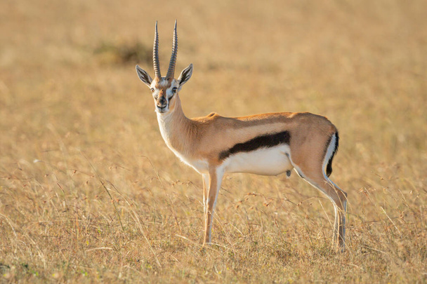 Thomson gazelle stands eyeing camera in grass - Photo, Image