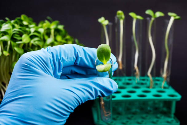 Ученый держит пробирки с растениями на биотехнологической лаборатории
  - Фото, изображение