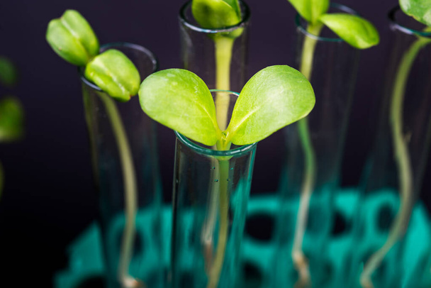 Wachsende Pflanze im Reagenzglas auf biotechnologischem Labor auf schwarzem Hintergrund - Foto, Bild