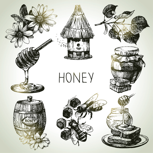Juego de miel. Ilustraciones vintage dibujado a mano
 - Vector, Imagen