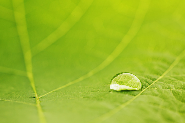 Water drop on leaf - Zdjęcie, obraz