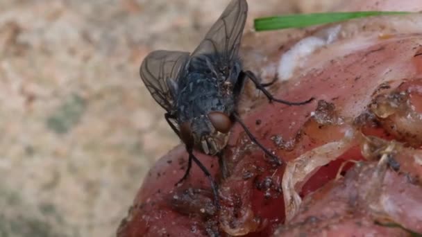 The housefly is a fly of the suborder Cyclorrhapha. It is believed to have evolved in the Cenozoic Era, possibly in the Middle East, and has spread all over the world as a commensal of humans. - Footage, Video