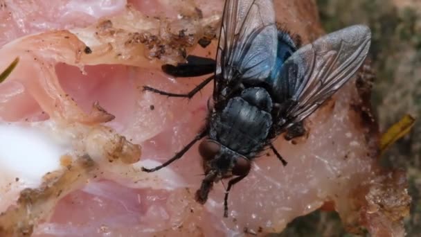 Sinek, Cyclorrhapha alt sınırının bir sineğidir. Cenozoik Çağ 'da, muhtemelen Orta Doğu' da evrimleştiğine inanılıyor ve tüm dünyaya yayılmış durumda.. - Video, Çekim