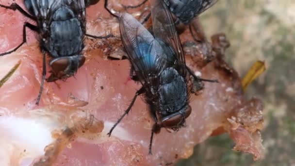The housefly is a fly of the suborder Cyclorrhapha. It is believed to have evolved in the Cenozoic Era, possibly in the Middle East, and has spread all over the world as a commensal of humans. - Footage, Video