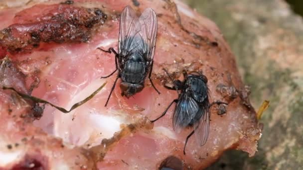 La mouche domestique est une mouche du sous-ordre Cyclorrhapha. On pense qu'il a évolué à l'époque du Cénozoïque, peut-être au Moyen-Orient, et s'est répandu dans le monde entier en tant que commensal des humains
. - Séquence, vidéo