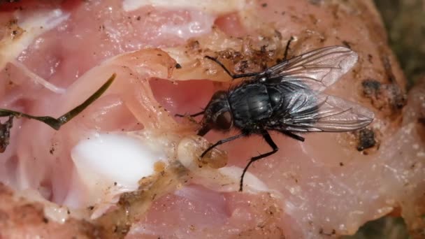 La mosca doméstica es una mosca del suborden Cyclorrhapha. Se cree que evolucionó en la era Cenozoica, posiblemente en el Medio Oriente, y se ha extendido por todo el mundo como un comensal de humanos.
. - Metraje, vídeo
