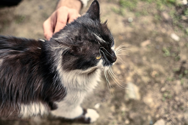 Homeless cute cat loves when a girl strokes him. Homeless animals protection concept. A spotted loving cat loves affection. Love for abandoned pets. Stock photo of an dirty and cute cat. - Photo, Image