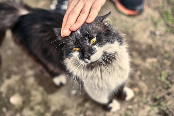 Obdachlose süße Katze liebt, wenn ein Mädchen ihn streichelt. Tierschutzkonzept für Obdachlose. Eine gefleckte, liebende Katze liebt Zuneigung. Liebe zu verlassenen Haustieren. Archivfoto einer schmutzigen und niedlichen Katze. - Foto, Bild