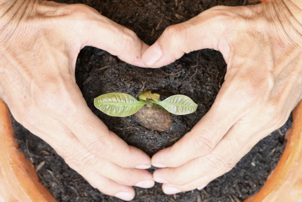Hands in heart shape hold around tree sprouts in save the earth, save tree and save our breathing concept. - Photo, Image