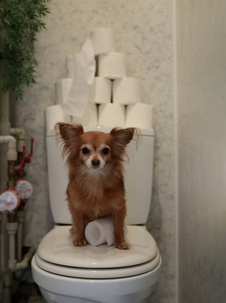 perro rojo divertido chihuahua se sienta en el inodoro y guarda suministro de papel higiénico
 - Foto, Imagen