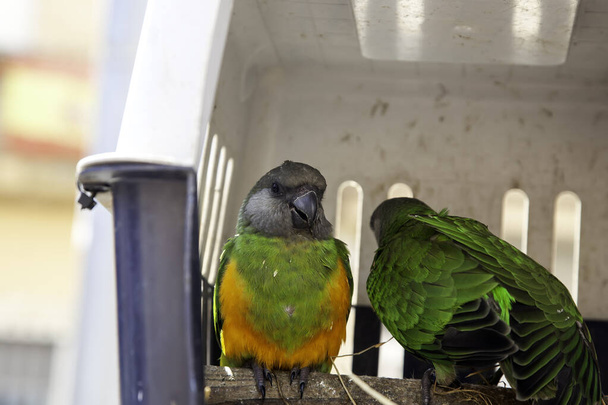 Uccelli in gabbia, animali selvatici e uccelli, pappagalli
 - Foto, immagini