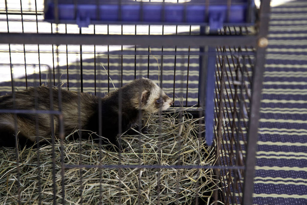 Wild caged ferret, animal species trafficking, mammals - Photo, Image