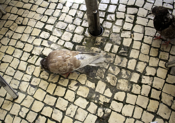 Palomas en la calle urbana, aves libres, animales, paisaje
 - Foto, imagen
