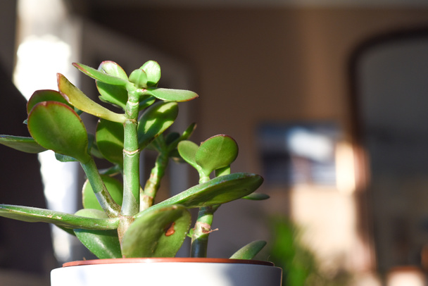 Маленька рослина з грошима у вікні домашнього інтер'єру на сонячному світлі
 - Фото, зображення