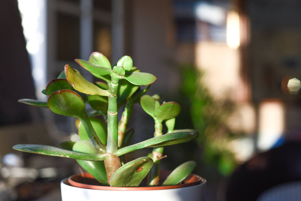 Kleine Geldbaum-Pflanze im Fenster der Wohnung im Sonnenlicht - Foto, Bild