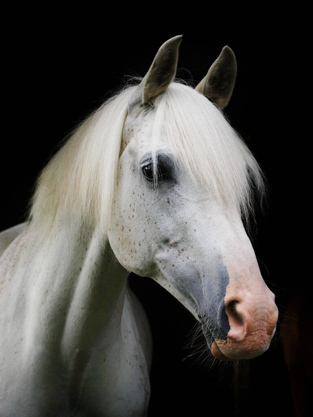Un colpo alla testa di un bellissimo cavallo grigio su uno sfondo nero
. - Foto, immagini