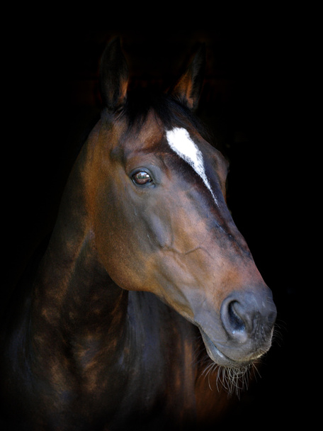 Un colpo alla testa di un bellissimo cavallo di baia su uno sfondo nero. - Foto, immagini