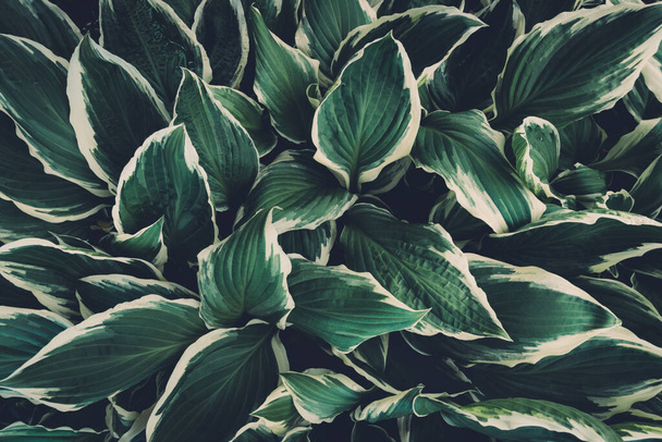 Voorjaarsachtergrond met groene hosta bladeren. Volledig beeld. Uitzicht van bovenaf. - Foto, afbeelding