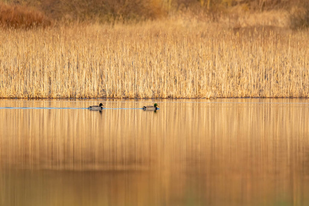 wild bird duck mallard, anas platyrhynchos, family in golden sunset color on spring pond. Czech Republic, Europe wildlife - Photo, Image