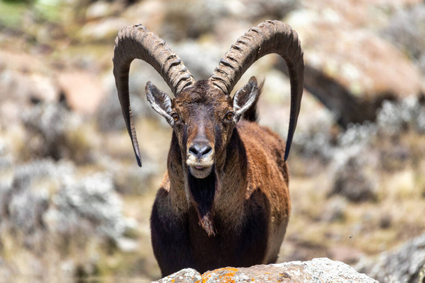 mâle de Walia ibex très rare, Capra walie, bouquetin le plus rare au monde dans les montagnes Simien en Ethiopie du Nord, Afrique Faune et flore
 - Photo, image