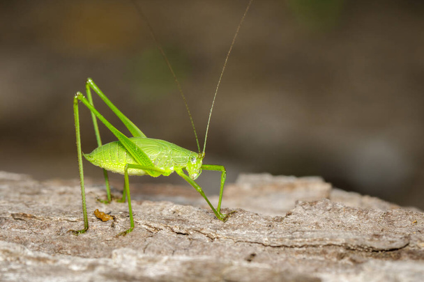 Ağaçta uzun boynuzlu yeşil çalı cırcır böceği resmi. Böcek. Hayvan.. - Fotoğraf, Görsel
