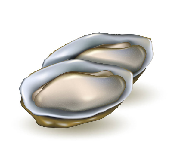 Illustration vectorielle réaliste des huîtres. Produits de la mer isolés
. - Vecteur, image