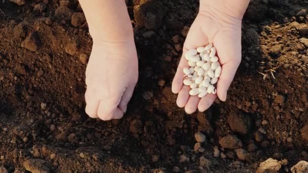 Piante coltivatrici chicchi di fagioli nel terreno, vista dall'alto
 - Filmati, video