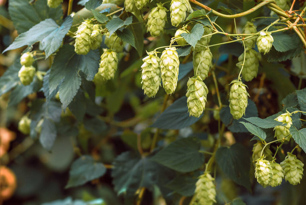 Green fresh hop cones for making beer and bread closeup, agricultural background, - Фото, зображення