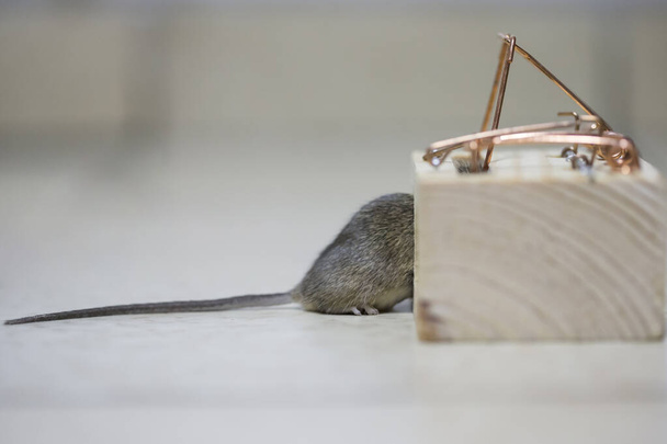 Gray mouse caught in the trap, Horizontal photo, side view. - Foto, afbeelding