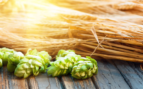 Πράσινος λυκίσκος, βύνη, αυτιά κριθαριού και σιταριού, συστατικά για την παρασκευή μπύρας και ψωμιού, γεωργικό υπόβαθρο - Φωτογραφία, εικόνα