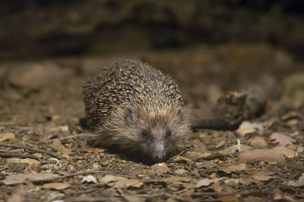 Portrait of a hedgehog seen from the front on the forest floor at night. - Photo, Image