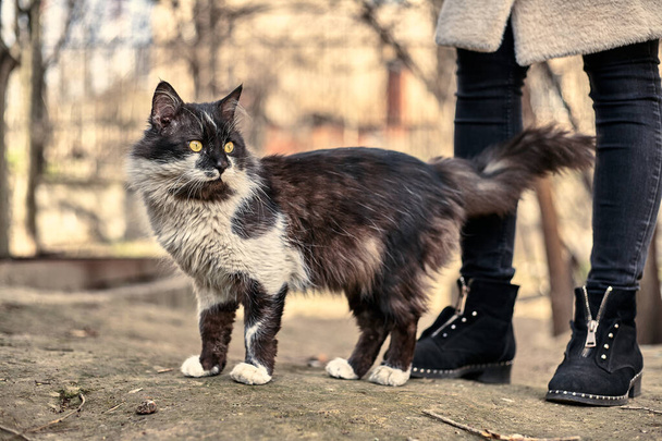 Άστεγη γάτα του δρόμου από κοντά. Στοκ φωτογραφία μιας αδέσποτης γάτας. Βρωμιάρα γάτα. Η έννοια της προστασίας των αδέσποτων ζώων. Εγκαταλελειμμένο αστικό υπόβαθρο. - Φωτογραφία, εικόνα
