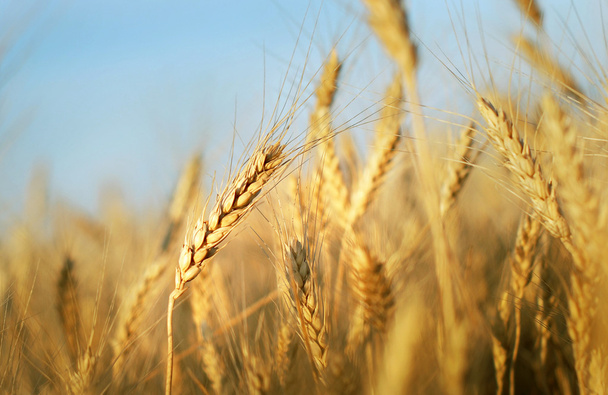 Wheat ears - Fotoğraf, Görsel