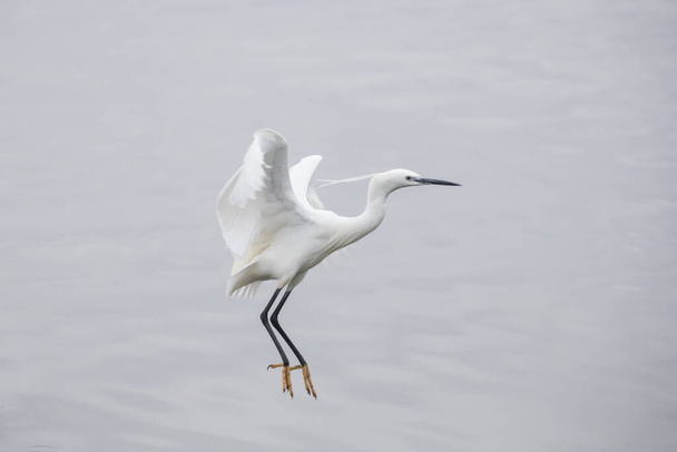 Pequeña garza (egretta garzetta) volando sobre el agua antes de posarse. Pájaro plumaje blanco muy elegante
. - Foto, Imagen