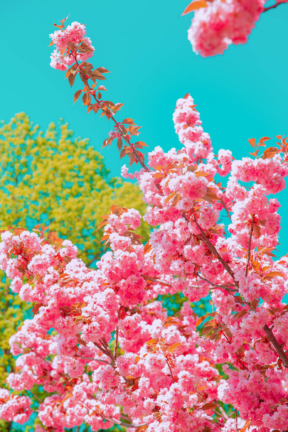 Fashion aesthetics wallpaper. Pink Flowers. Cherry blossom tree. - Photo, Image