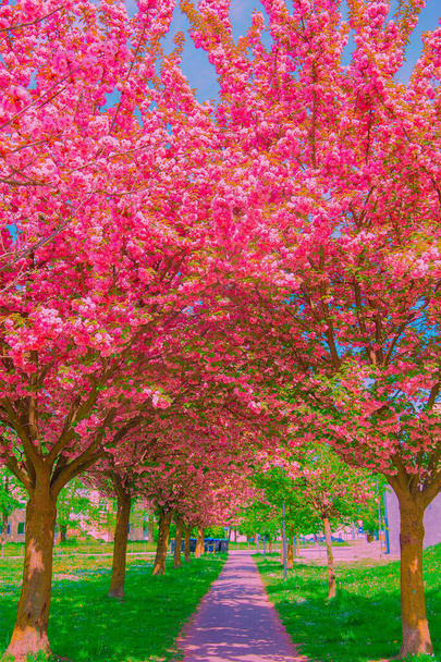 Fashion aesthetics wallpaper design.  Cherry blossom tree. Pink Spring vibes - Photo, Image