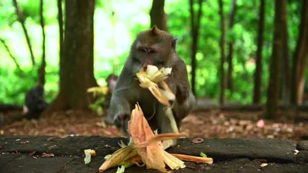 Portret van een Balinese aap met een lange staart die op de grond zit en verse maïs eet in een natuurpark. - Video