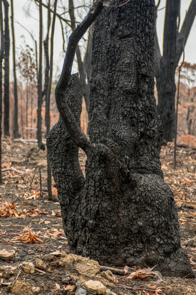Australian bushfire aftermath: burnt eucalyptus trees suffered from firestorm - Photo, Image