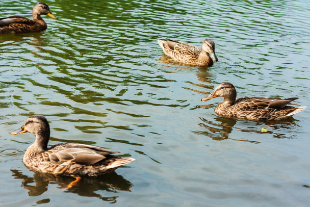 Flock of ducks on a lake in a park, protection environment background, ecology concept - Foto, Imagen