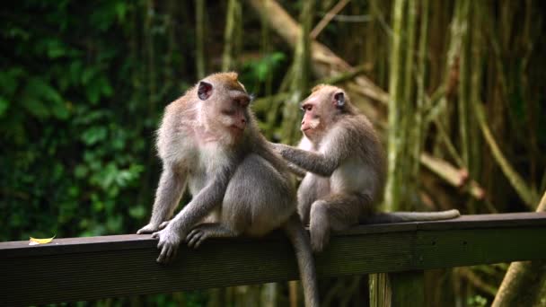 Rodzina małp siedzących na drewnianej konstrukcji. Indonezja. - Materiał filmowy, wideo