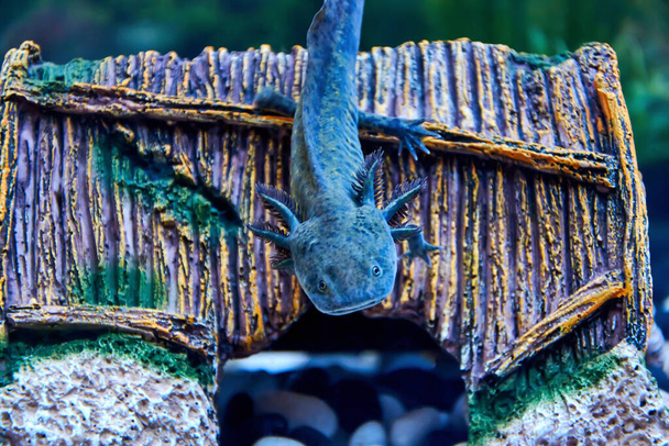Темно-зеленый черный молодой аксолот (Ambystoma mexicanum) спускается головой вниз на крышу коричневого керамического дома в аквариуме
. - Фото, изображение