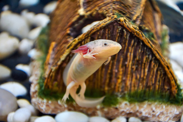 Белый с розовыми жабрами, молодой аксолот (Ambystoma mexicanum) плавает в аквариуме и машет лапой о коричневый керамический дом, белый и черный большие гальки
. - Фото, изображение