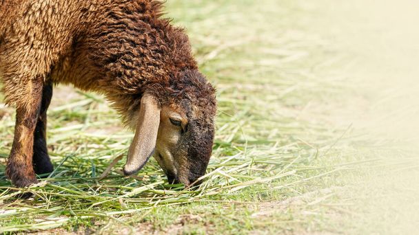 夏の終わりに牧草地で草を食べるブラウン羊を閉じます. - 写真・画像