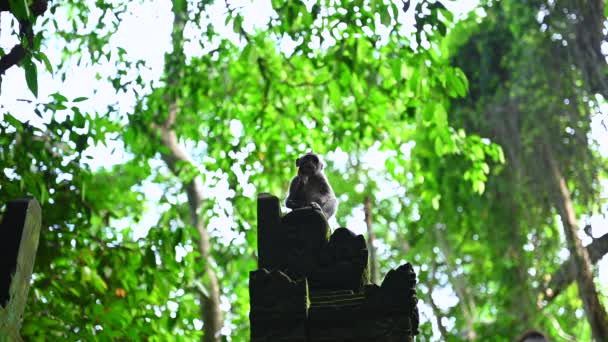 インドネシアのバリ島の自然林にあるバリの長い尾をした猿の赤ちゃんの肖像. - 映像、動画